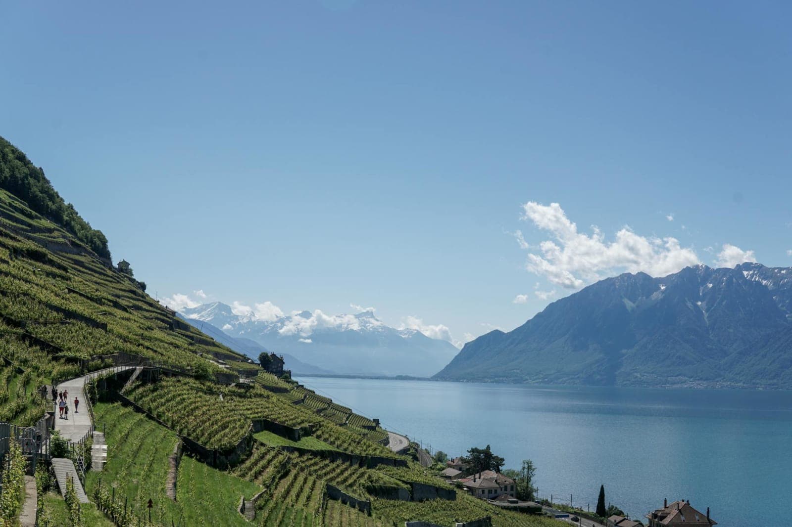 Lavaux Vineyards